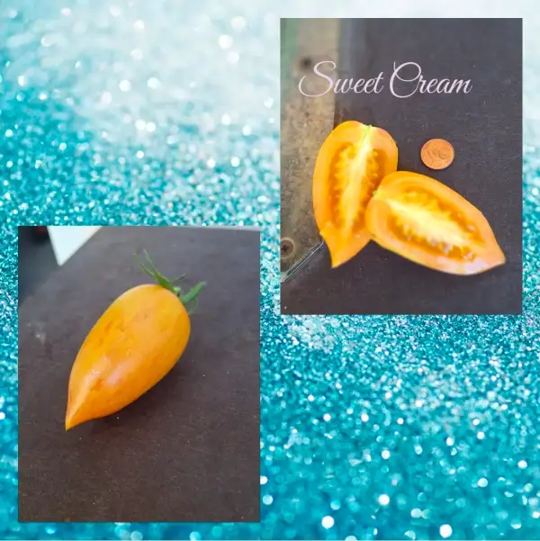Tomaten: Sweet Cream