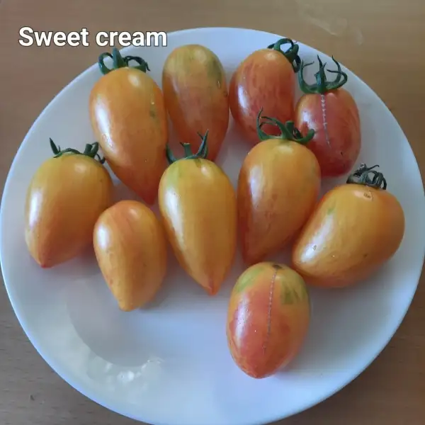 Tomaten: Sweet Cream