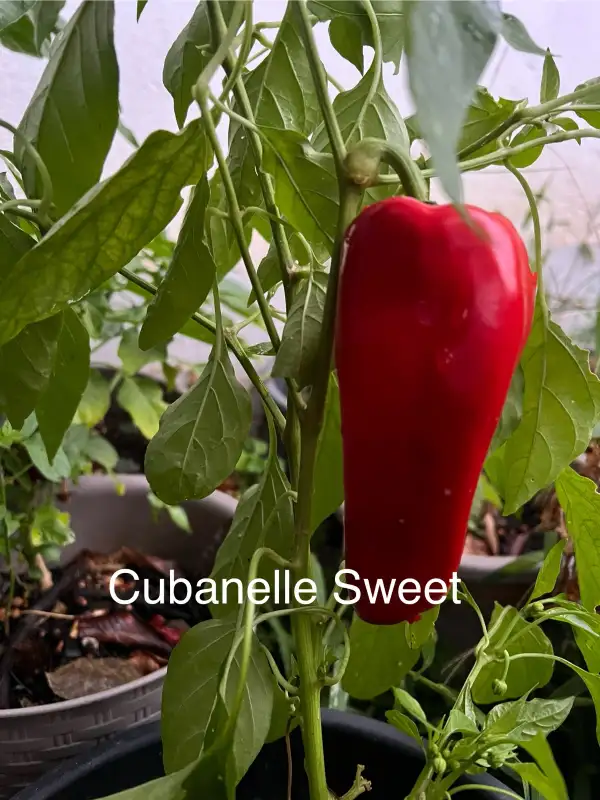 Chili / Paprika: Sweet Cubanelle