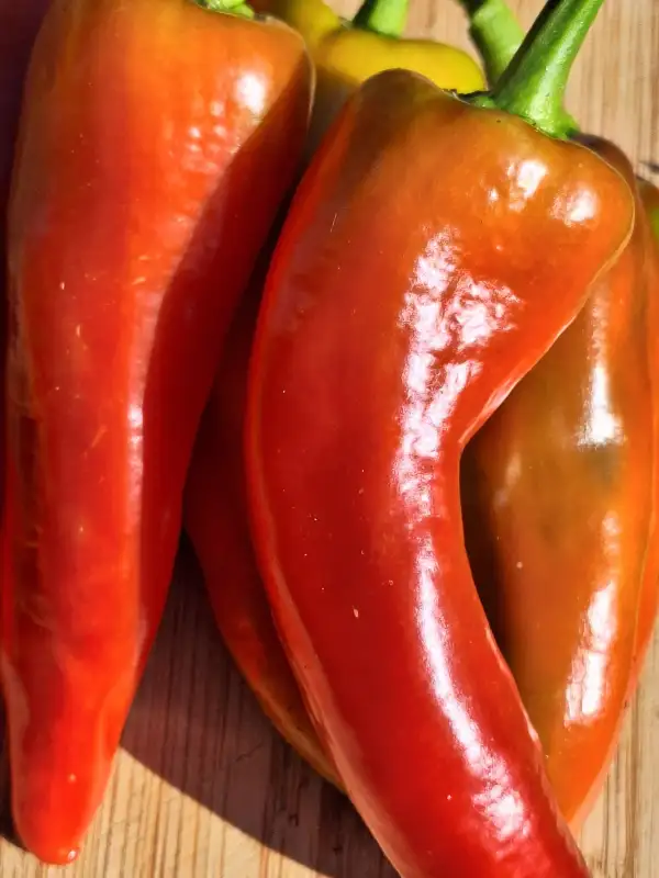 Chili / Paprika: Sweet Dreams - Paprika