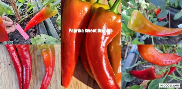 Chili / Paprika: Sweet Dreams - Paprika