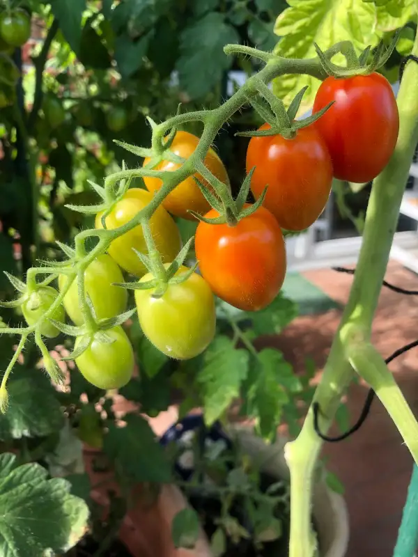 Tomaten: Sweet Emma