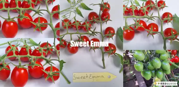 Tomaten: Sweet Emma