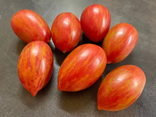 Tomaten: Sweet Flambina