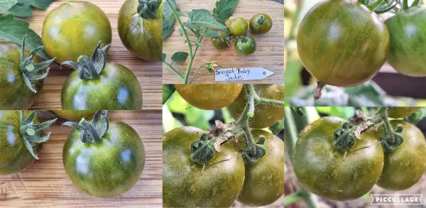 Tomaten: Sweet Jade Baby - Zwergtomate