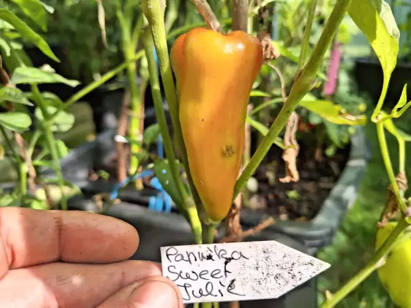 Paprika: Sweet Juli
