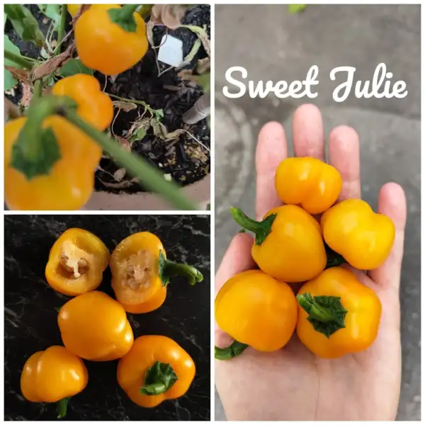 Chili / Paprika: Sweet Julie (2024) Paprika