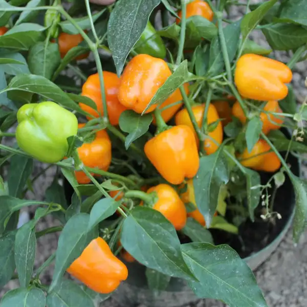 Paprika: Sweet Julie