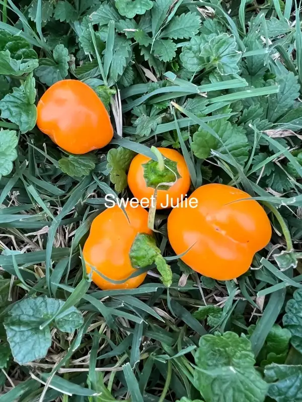 Chili / Paprika: Sweet Julie