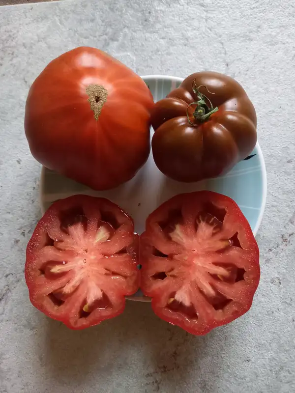 Tomaten: Sweet Marmande
