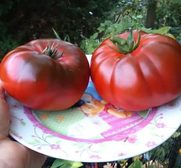 Tomaten: Sweet Marmande