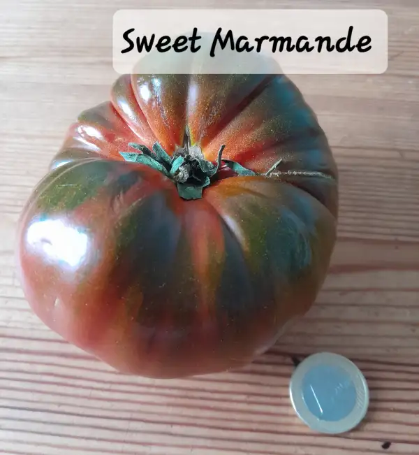 Tomaten: Sweet Marmande