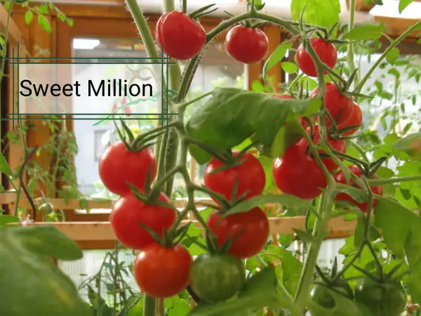 Tomaten: Sweet Million