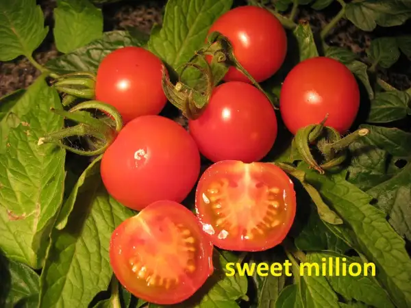 Tomaten: Sweet Million