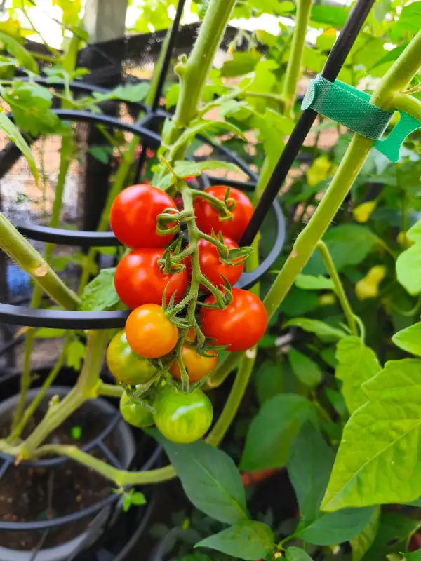 Tomaten: Sweet_Million