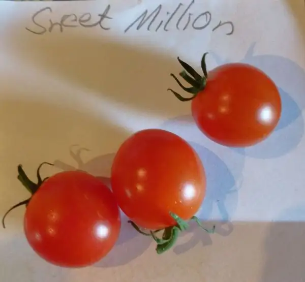 Tomaten: Sweet Million