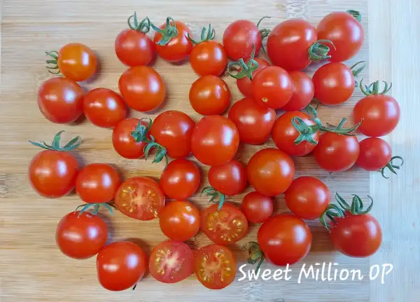 Tomaten: Sweet Million OP