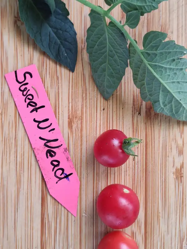 Tomaten: Sweet N Neat - Zwergtomate