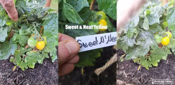 Tomaten: Sweet N Neat - Zwergtomate