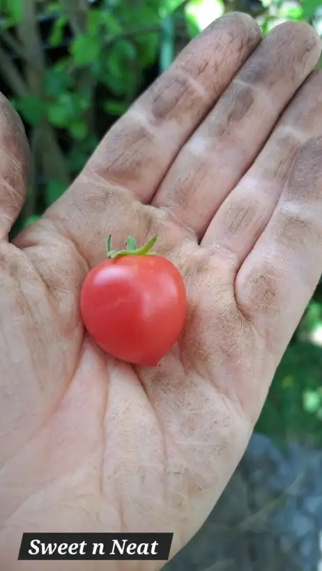 Tomaten: Sweet 
