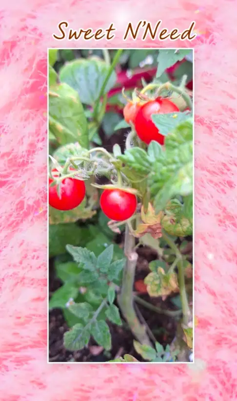Tomaten: Sweet N