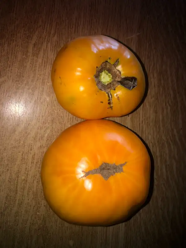 Tomaten: Sweet Ozark Orange