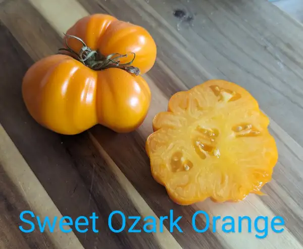 Tomaten: Sweet Ozark Orange