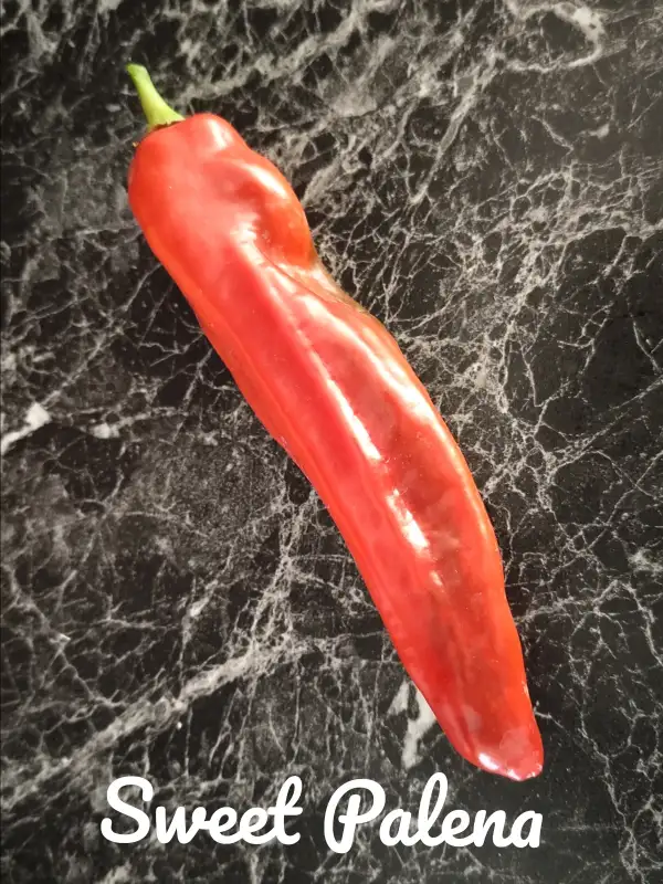 Chili / Paprika: Sweet Palena (2023) Paprika