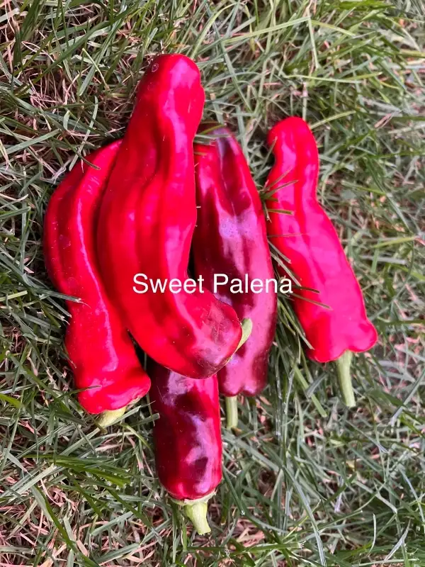 Chili / Paprika: Sweet Palena