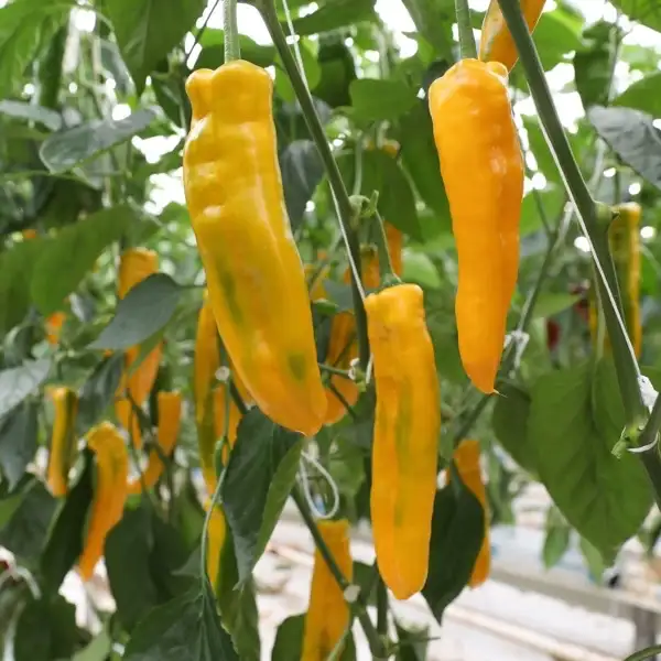 Paprika: Sweet Palermo Gelb