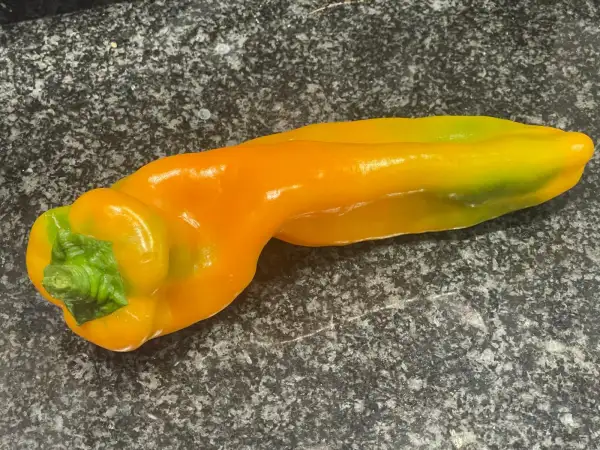 Paprika: Sweet Palermo Gelb