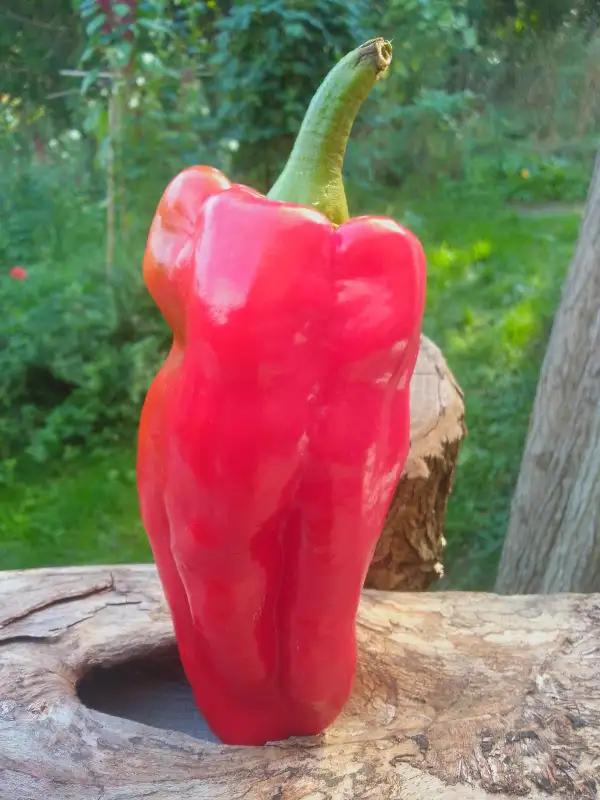 Chili / Paprika: Sweet Palermo, längliche Sorte, mit bis zu 25cm langen, schlanken Früchten