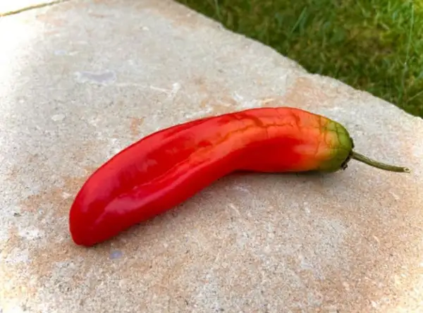 Chili / Paprika: Sweet Palermo (Paprika)