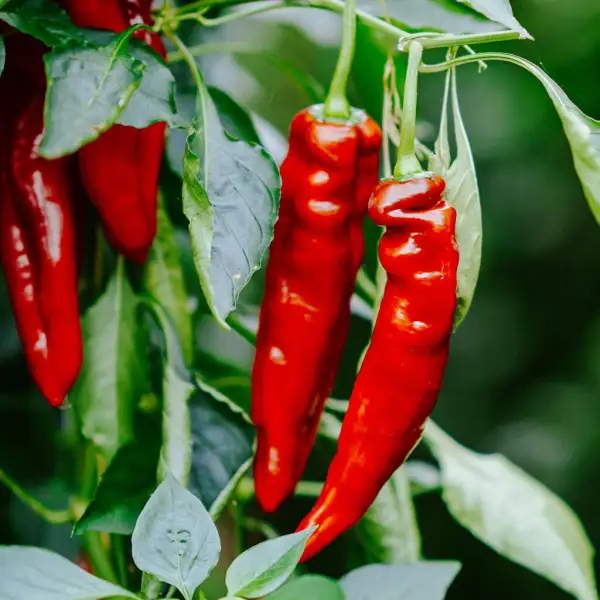 Paprika: Sweet Palermo Rot