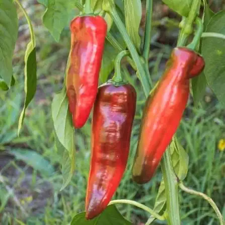 Chili / Paprika: Sweet Palermo Spitzpaprika