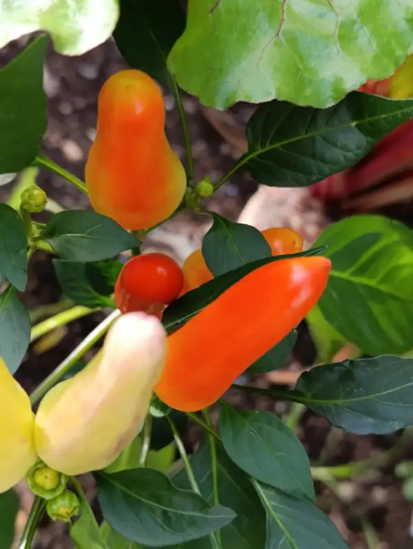 Chili / Paprika: Sweet Pickle