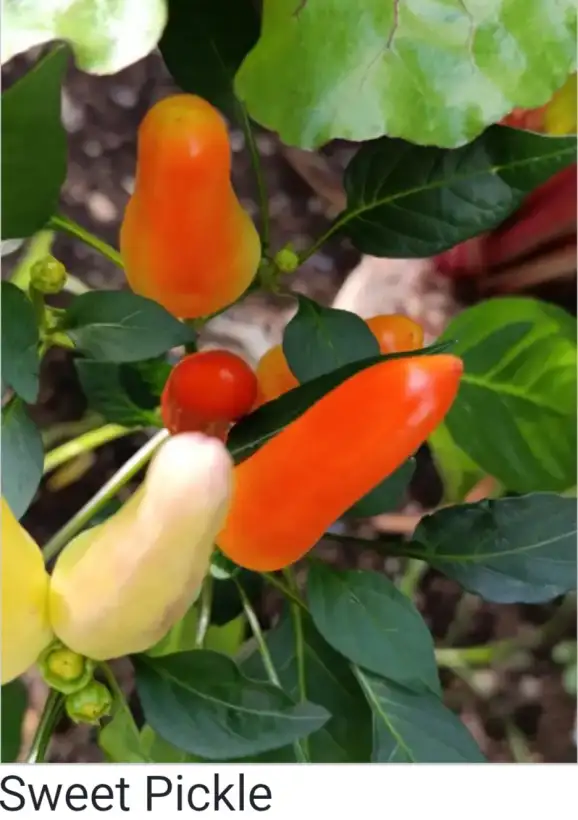 Paprika: Sweet Pickle