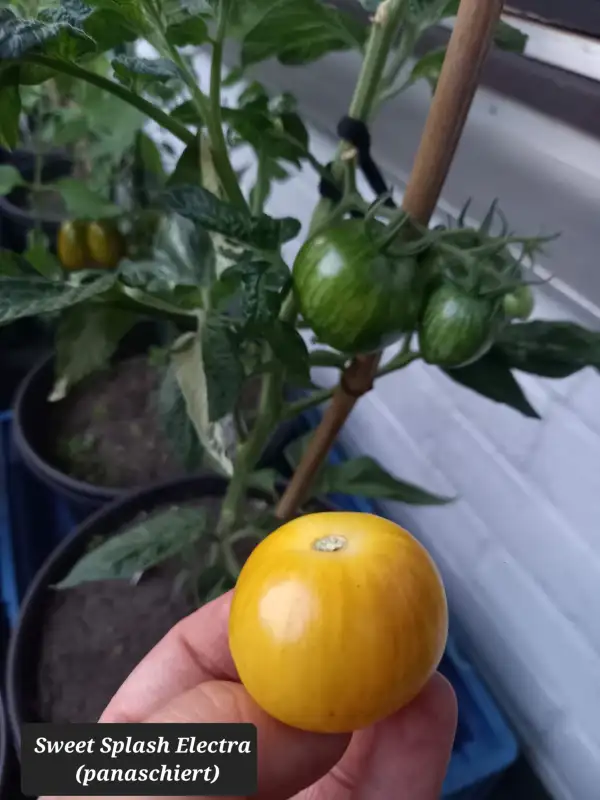 Tomaten: Sweet Splash Electra 2023