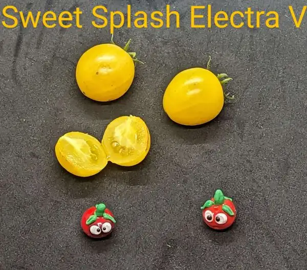 Tomaten: Sweet splash electra