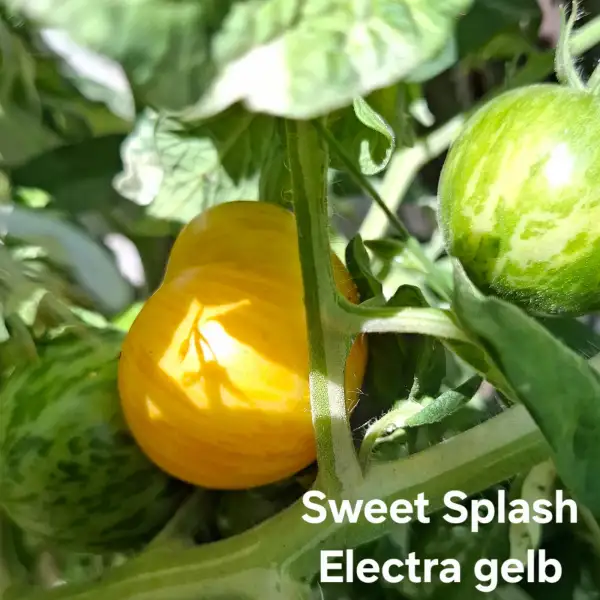 Tomaten: Sweet Splash Electra gelb