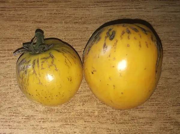 Tomaten: Sweet Splash Elektra