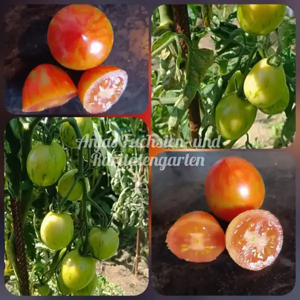 Tomaten: Sweet Striped Plum