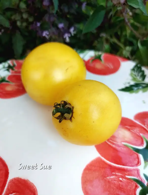 Tomaten: Sweet Sue