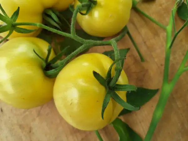 Tomaten: Sweet Sue