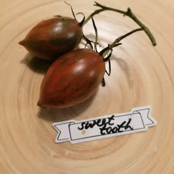 Tomaten: Sweet Tooth