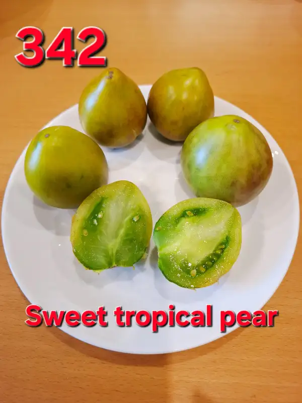 Tomaten: Sweet tropical pear