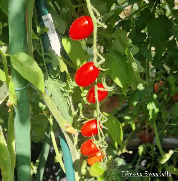 Tomaten: Sweetelle