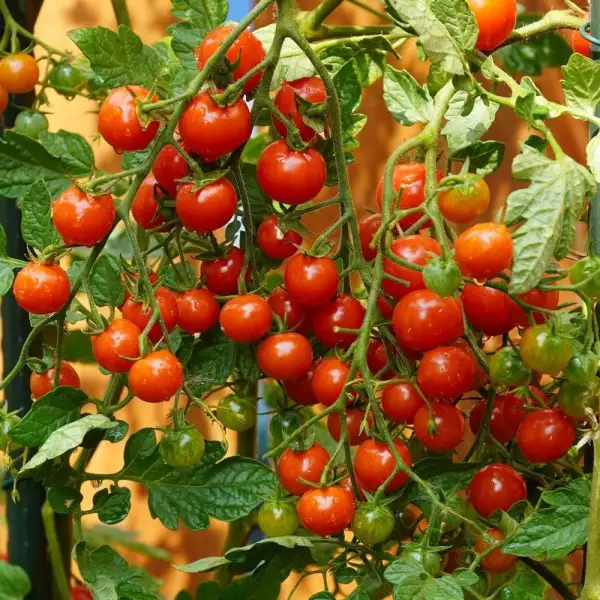 Tomaten: Sweetie