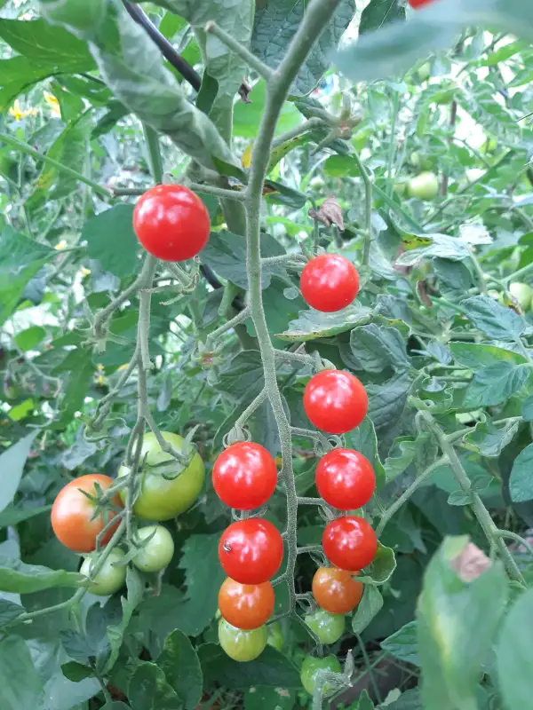 Tomaten: Sweetie