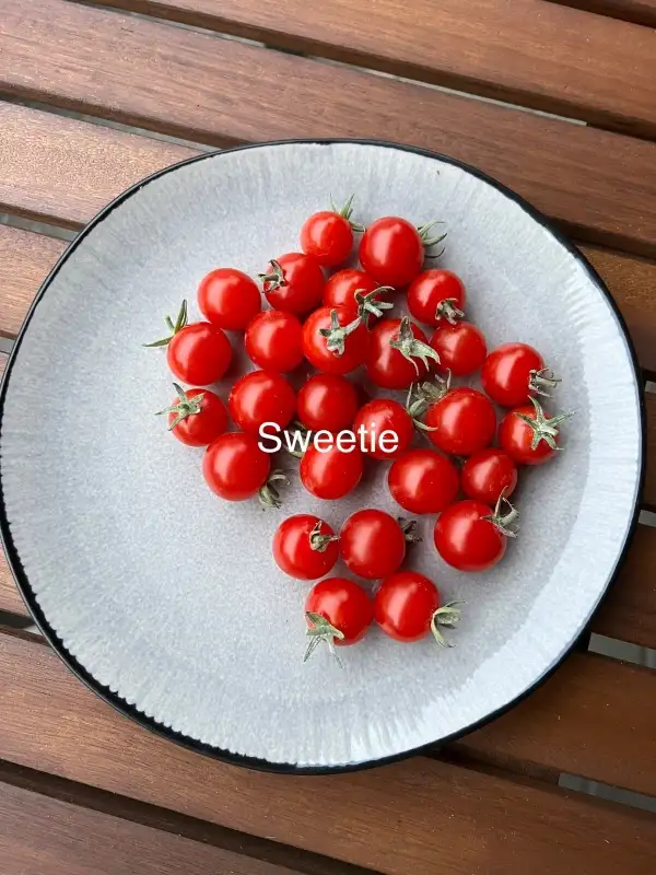 Tomaten: Sweetie